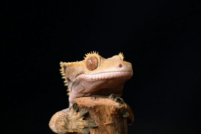 brown gecko