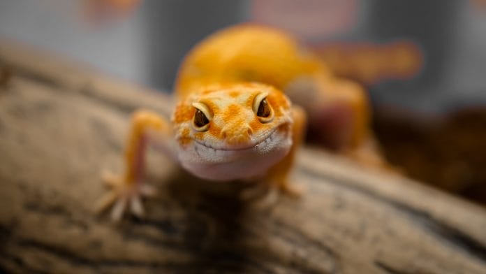 brown and white lizard on brown wooden surface