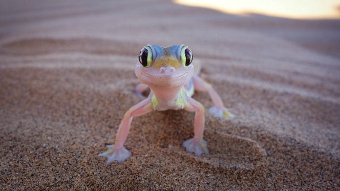 cute gecko