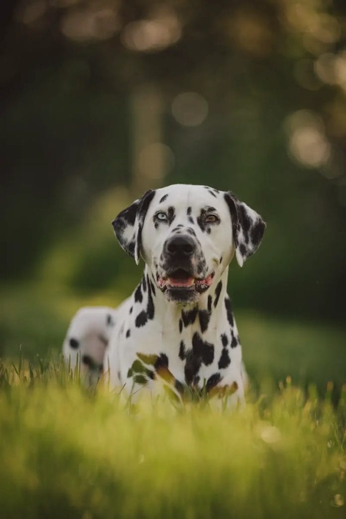 Dalmatians