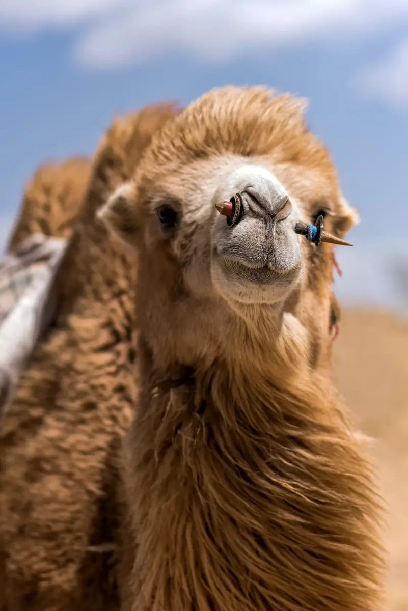 How Much Does a Camel Cost? [Price Stats] Pricing And Cost Data