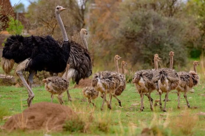 Emu Birds Overview