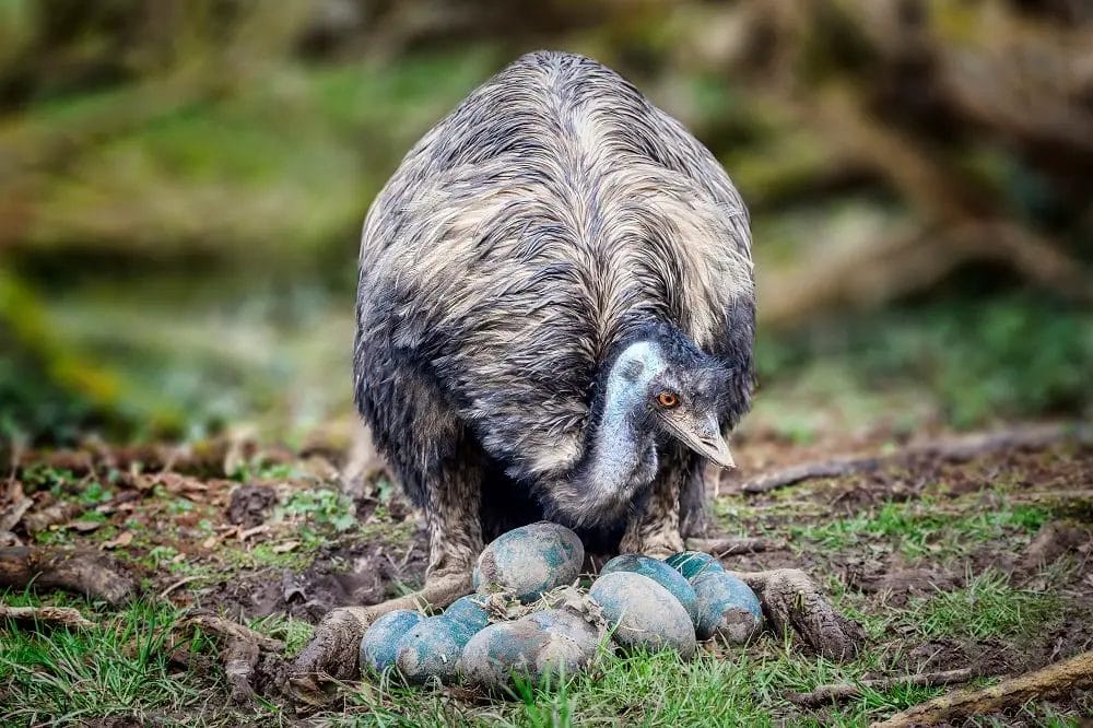 Emu Egg