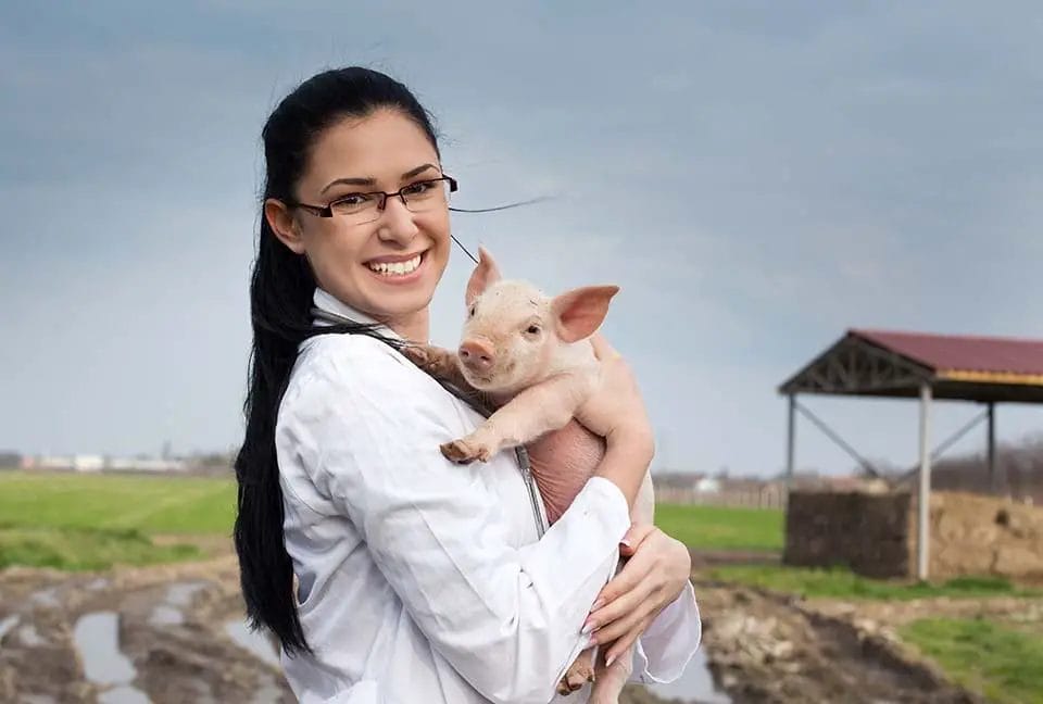 How Much Do Piglets Cost? [Pricing Stats] Pricing And Cost Data