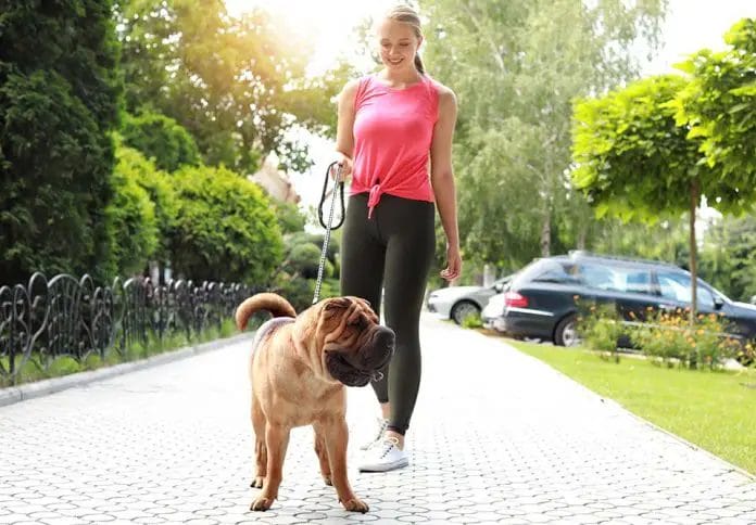 How Much Do Dog Walkers Charge? Price Cost Stats Pricing And Cost