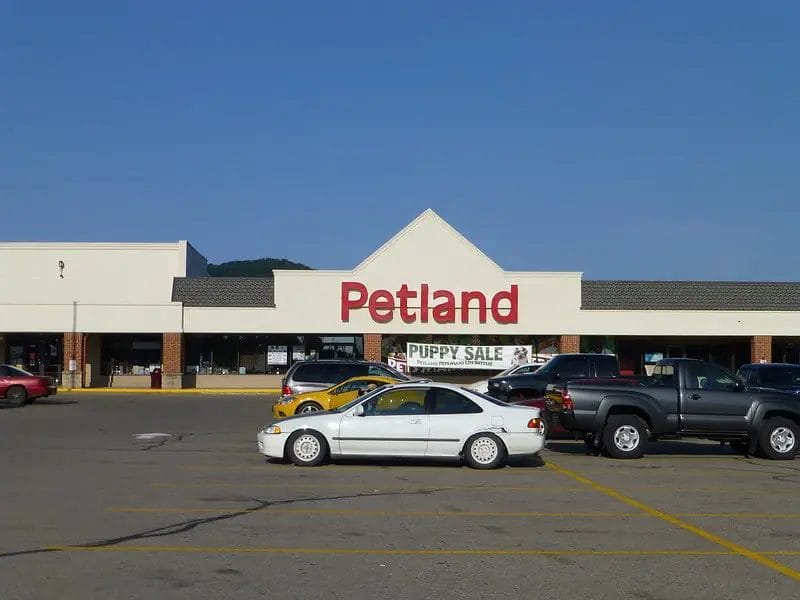 How Much Do Puppies Cost At Petland? [Pricing] - Pricing And Cost Data