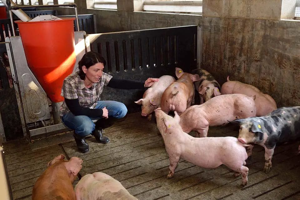 Piglet farm