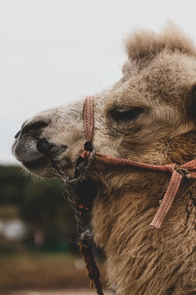 How Much Does a Camel Cost? [Price Stats] Pricing And Cost Data