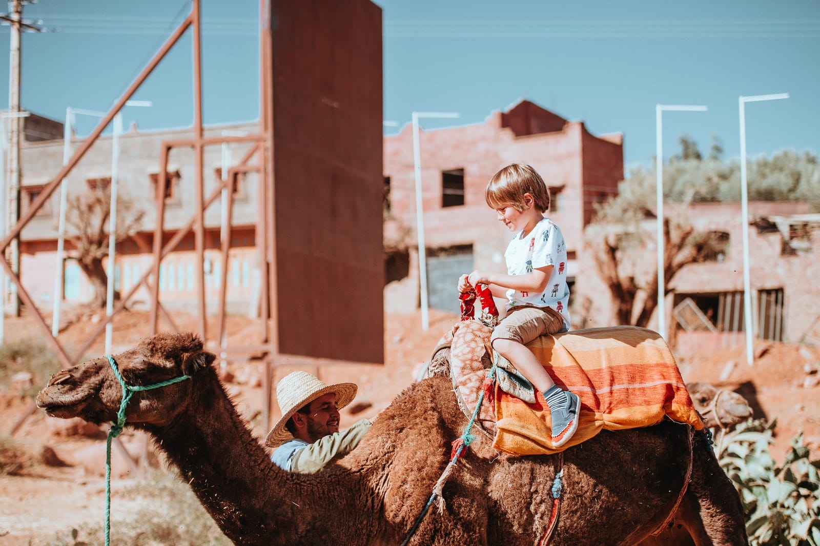 How Much Does a Camel Cost? [Price Stats] Pricing And Cost Data