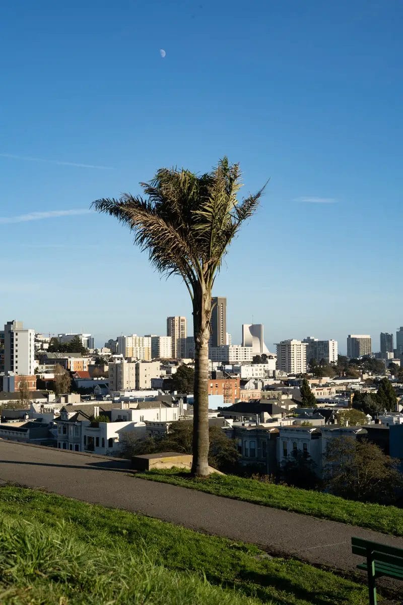 How Much Does A Palm Tree Cost? [Pricing] Pricing And Cost Data