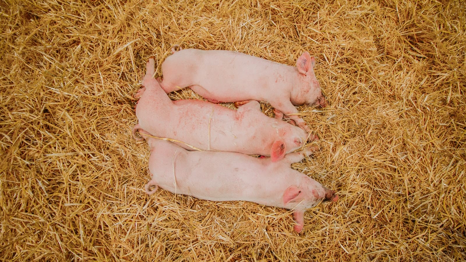How Much Do Piglets Cost? [Pricing Stats] Pricing And Cost Data